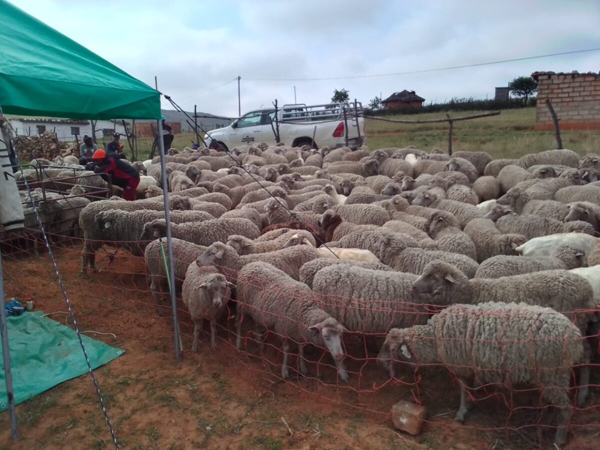 Start with the livelihoods of communal farmers - WWF Nedbank Green Trust