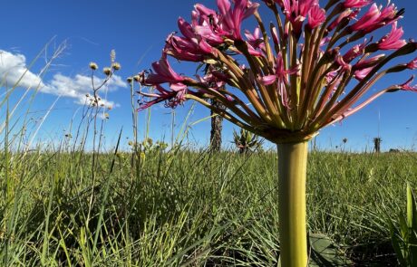 Brunsvigia specially protected species in KZN grasslands Credit Steve McKean