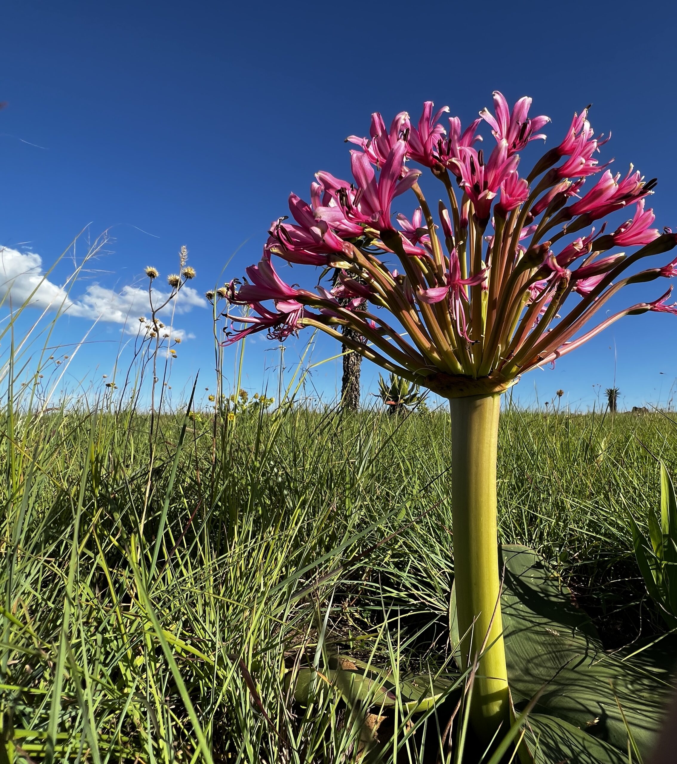 Brunsvigia specially protected species in KZN grasslands Credit Steve McKean