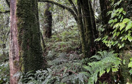 Midlands mistbelt forest Credit Steve McKean