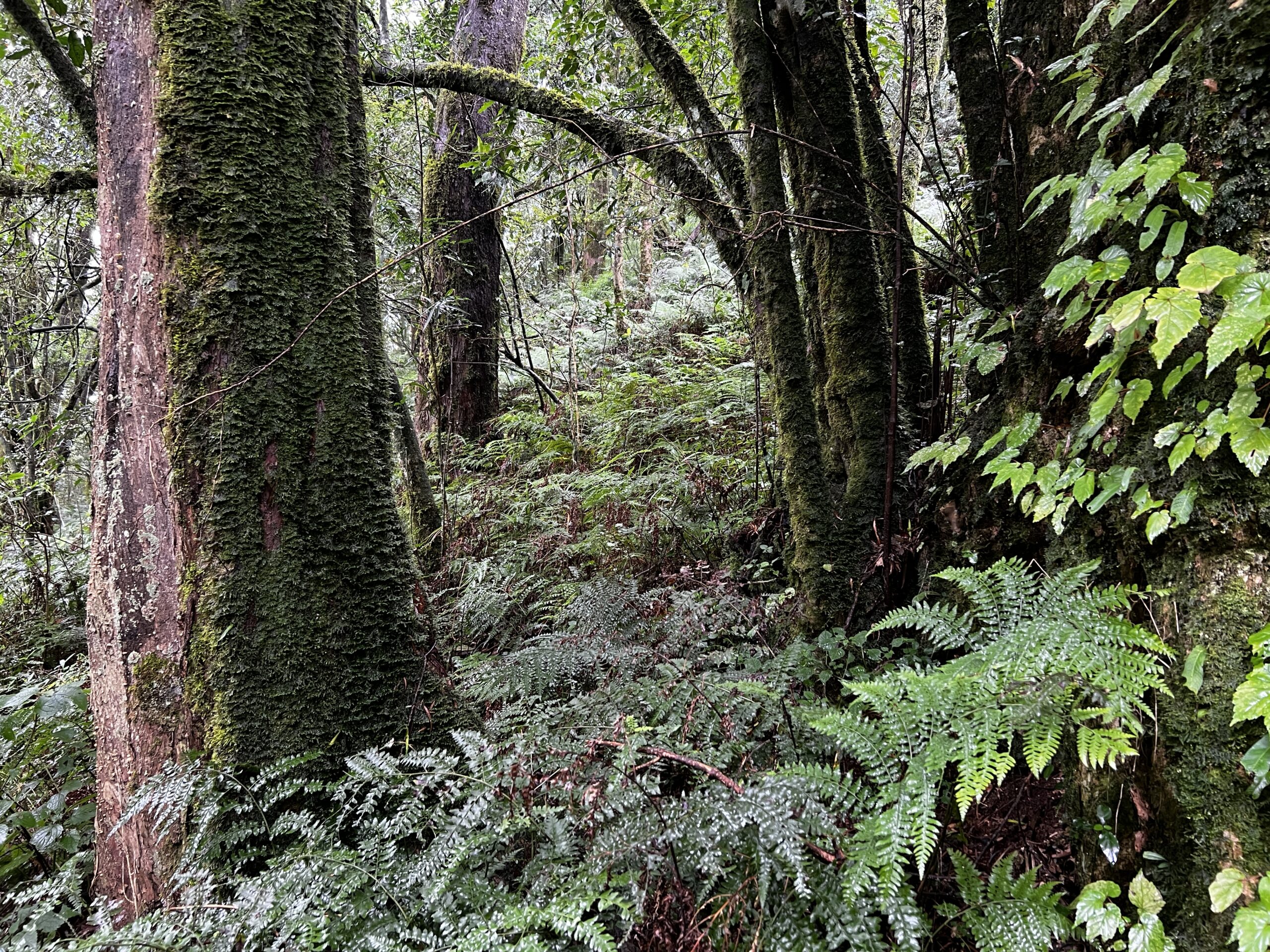 Midlands mistbelt forest Credit Steve McKean