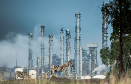 © naturepl.com Paul Williams WWF