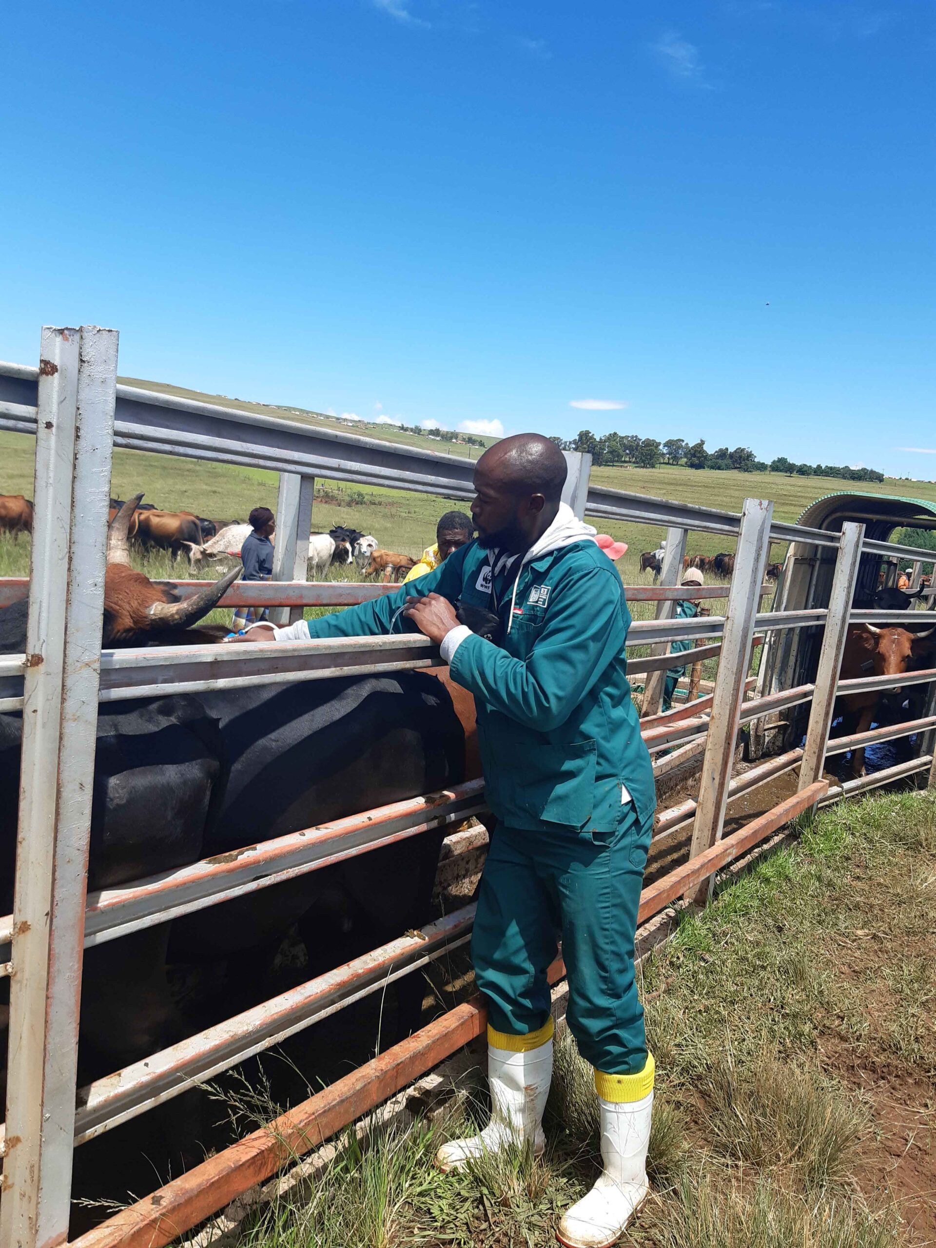27 Meat Naturally mobile auctions had to be cancelled until the cattle are vaccinated for FMD