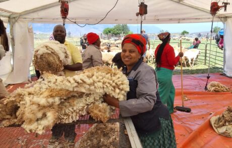 Communal sheep farmers in the Eastern Cape with their fleeces during the Fleece Naturally mobile wool-shearing