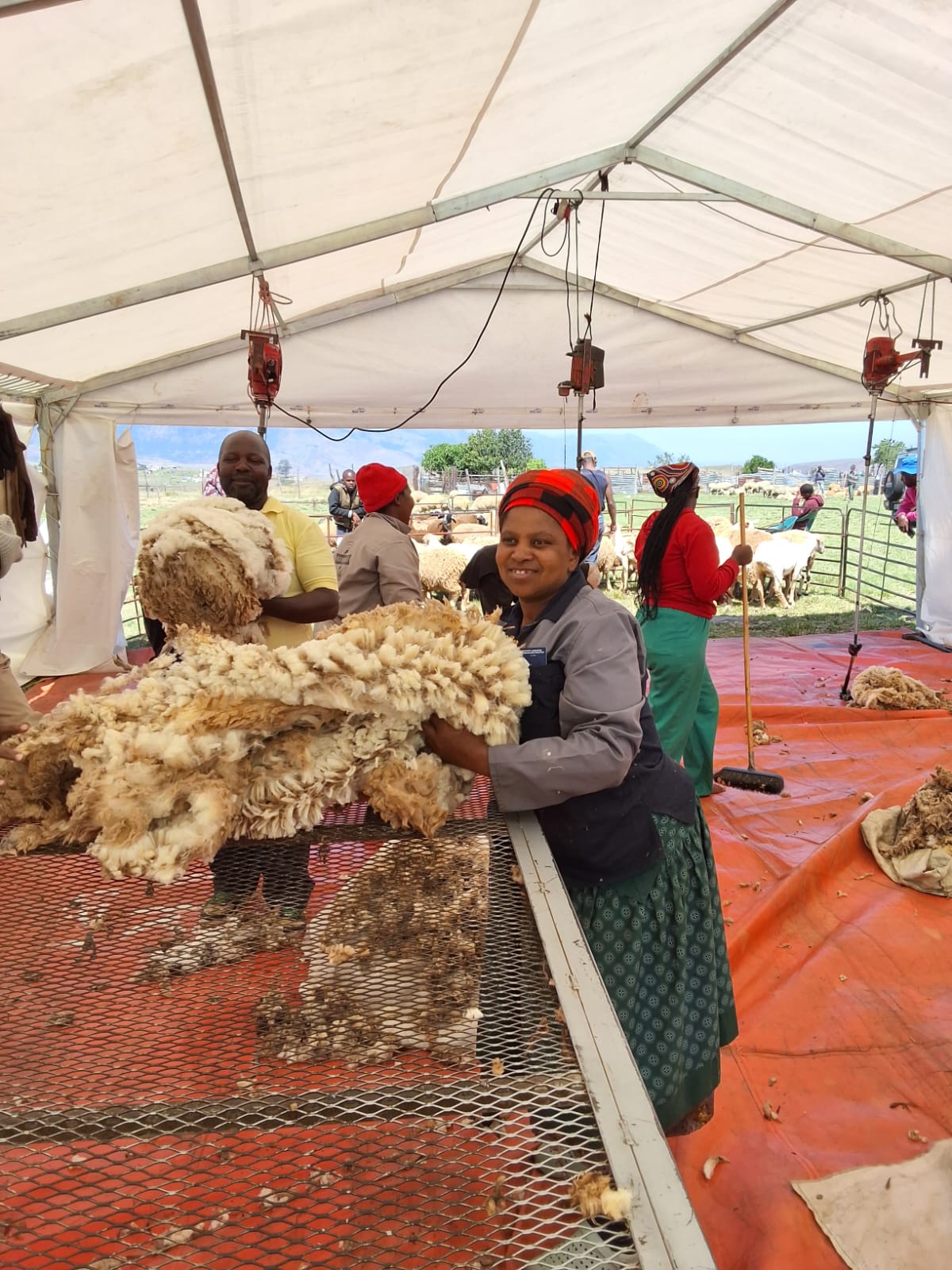 Communal sheep farmers in the Eastern Cape with their fleeces during the Fleece Naturally mobile wool-shearing