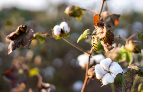 Cotton WWF India