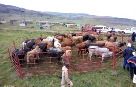 Vet-checked, slaughter-ready communal cattle for direct sales in Impendle KZN